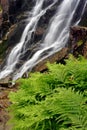 Summer waterfall with fern