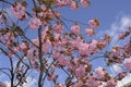 SUMMER WEATHER BLOOM ON CHEERY TREE Royalty Free Stock Photo