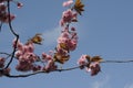 SUMMER WEATHER BLOOM ON CHEERY TREE Royalty Free Stock Photo