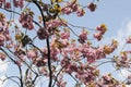 SUMMER WEATHER BLOOM ON CHEERY TREE Royalty Free Stock Photo