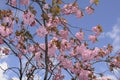 SUMMER WEATHER BLOOM ON CHEERY TREE Royalty Free Stock Photo