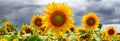 Summer web banner or backgrounds with sunflowers Royalty Free Stock Photo