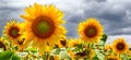 Summer web banner or backgrounds with sunflowers Royalty Free Stock Photo