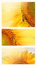 Summer web banner or backgrounds with sunflowers Royalty Free Stock Photo