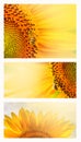 Summer web banner or backgrounds with sunflowers Royalty Free Stock Photo