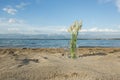 Summer weed bouquet on the summer beach