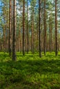Summer in a well cared pine forest in Sweden