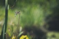 Dragonfly on Dry Grass at Summer Wetland Meadow Royalty Free Stock Photo