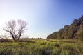 Summer wetland river countryside lush green wood landscape at sunrise