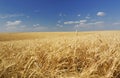 Summer wheat field Royalty Free Stock Photo