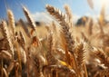 A summer wheat field. Generative AI Royalty Free Stock Photo