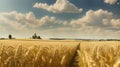 Summer wheat field panorama countryside, Agriculture. Royalty Free Stock Photo