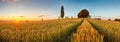 Summer wheat field panorama countryside, Agriculture Royalty Free Stock Photo