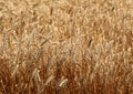 Summer Wheat Royalty Free Stock Photo