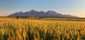 Letné pšeničné pole na Slovensku, Tatry