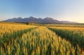 Summer wheat field in Slovakia, Tatras Royalty Free Stock Photo