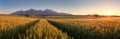 Summer wheat field in Slovakia, Tatras Royalty Free Stock Photo