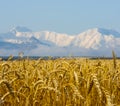 Summer wheat field and snowbound mountain