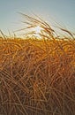 Summer Wheat Field Royalty Free Stock Photo