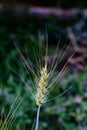 In the summer, the wheat in the fields