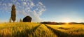 Summer wheat panorama Royalty Free Stock Photo
