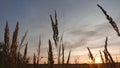 Summer wheat sunset
