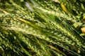 Summer wheat - triticum aestivum Royalty Free Stock Photo