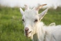 In summer, a white goat grazes on the field in the village Royalty Free Stock Photo
