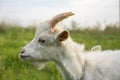 In summer, a white goat grazes on the field in the village Royalty Free Stock Photo