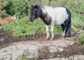 white pony with a black head and black hindquarters Royalty Free Stock Photo