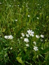 Summer white wildflowers