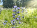 Summer wild blue  meadow  flowers   in forest floral sun light beams gardening background Royalty Free Stock Photo