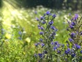 Beautiful wild blue flowers and  chamomile summer meadow in forest green grass sunbeams field floral gardening background Royalty Free Stock Photo