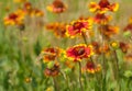 Wild Field With Beautiful Feral Indian Blanket Flowers