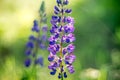 Summer wild flower lupine closeup