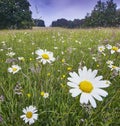 A summer wild flower meadow with oxeye diasy