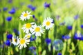 Summer wild flowers of chamomile background. Spring green meadow. Daisies on fresh meadow. Alternative medicine Royalty Free Stock Photo