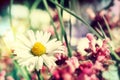 Summer wild flowers closeup