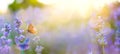 Summer Wild flowers and Fly Butterfly in a meadow at sunset. Macro image, shallow depth of field. Abstract summer nature Royalty Free Stock Photo