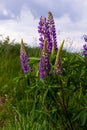 Summer wild flowers lupine in meadow at sunset sunrise. Purple flowers lupinus, lupin, lupine. Summer flower background Royalty Free Stock Photo