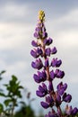 Summer wild flowers lupine in meadow at sunset sunrise. Purple flowers lupinus, lupin, lupine. Summer flower background Royalty Free Stock Photo