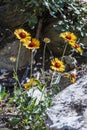 summer wild flowers in Montanana