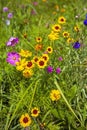 Summer wild flowers of New England Royalty Free Stock Photo