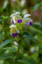 Summer among the wild herbs blossoms of nettle Galeopsis speciosa Royalty Free Stock Photo