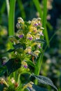 Summer among the wild herbs blossoms of nettle Galeopsis speciosa Royalty Free Stock Photo