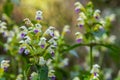 Summer among the wild herbs blossoms of nettle Galeopsis speciosa Royalty Free Stock Photo