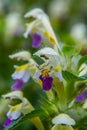 Summer among the wild herbs blossoms of nettle Galeopsis speciosa Royalty Free Stock Photo