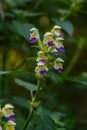 Summer among the wild herbs blossoms of nettle Galeopsis speciosa Royalty Free Stock Photo