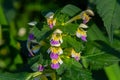 Summer among the wild herbs blossoms of nettle Galeopsis speciosa Royalty Free Stock Photo
