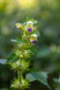 Summer among the wild herbs blossoms of nettle Galeopsis speciosa Royalty Free Stock Photo